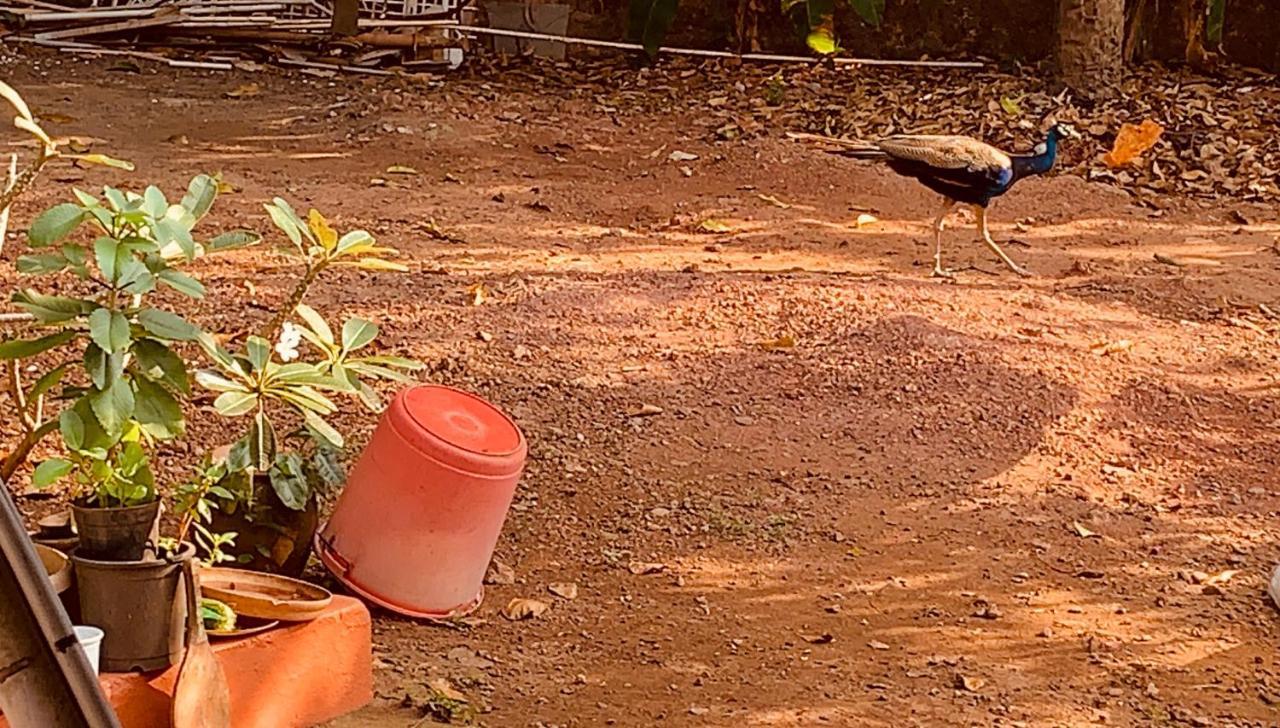 Stan-Inn, North Goa, Vagator, With Strong Wifi,Free Private Parking & Kitchen, Can Cook Where You Stay Exteriör bild